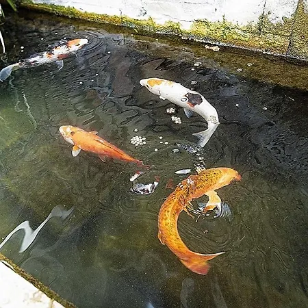 Domus Fontis Pescaia Pensionat