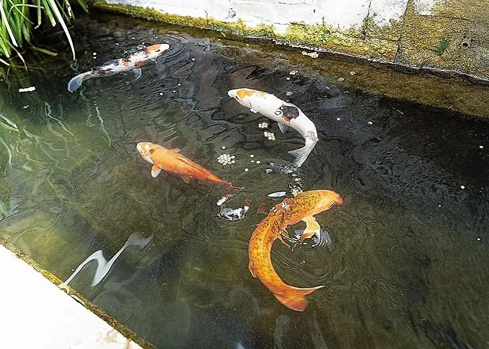 Domus Fontis Pescaia 招待所